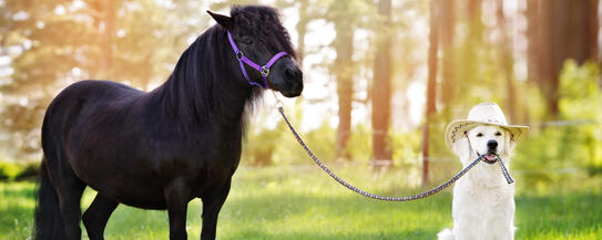 Tierhalterhaftpflichtversicherung